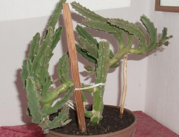 Name:  DSCF0709.jpg
Views: 638
Size:  35.0 KB