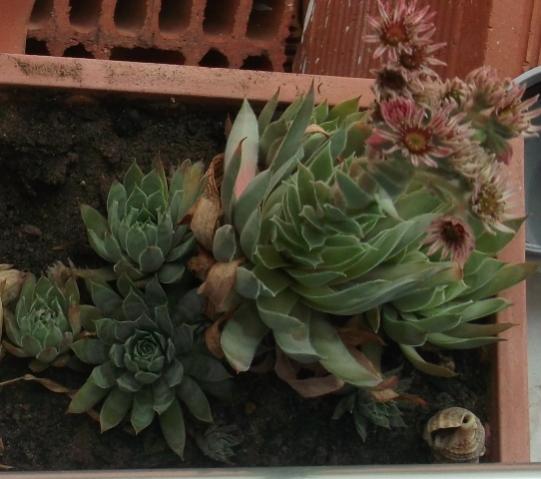 Name:  DSCF0713.jpg
Views: 683
Size:  37.5 KB