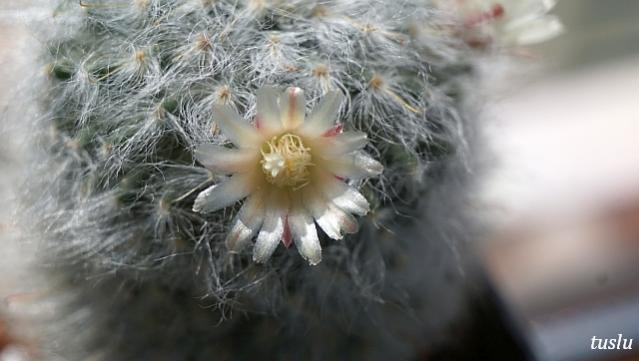 Name:  DSC01538bb.jpg
Views: 1856
Size:  31.8 KB