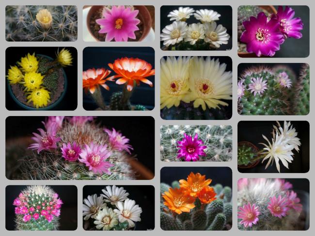 Name:  inCollage_20170916_182305356.jpg
Views: 1696
Size:  63.8 KB