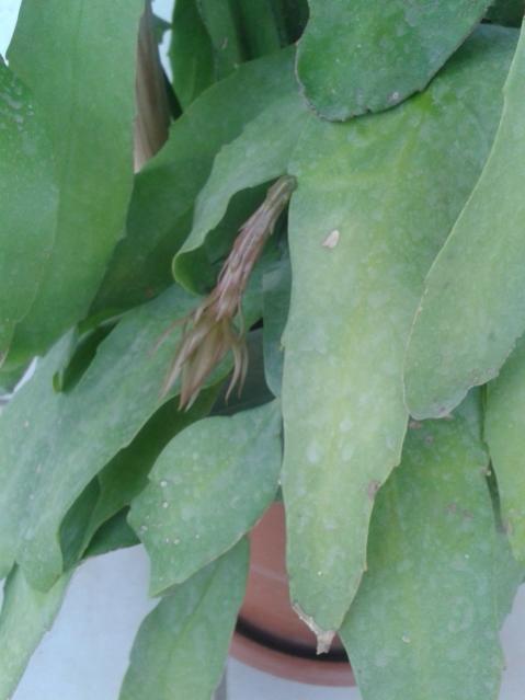 Name:  20170907_191043.jpg
Views: 458
Size:  29.5 KB