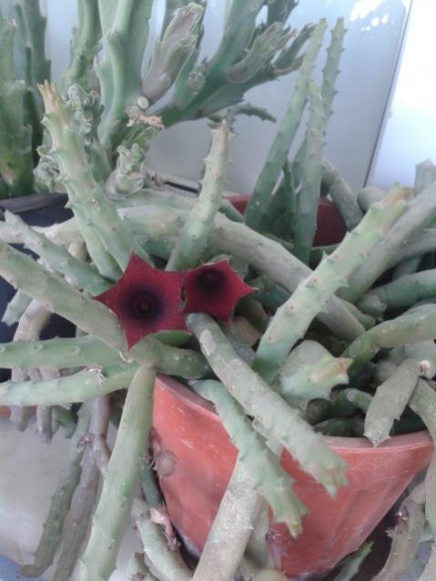Name:  20170805_072538.jpg
Views: 450
Size:  40.5 KB