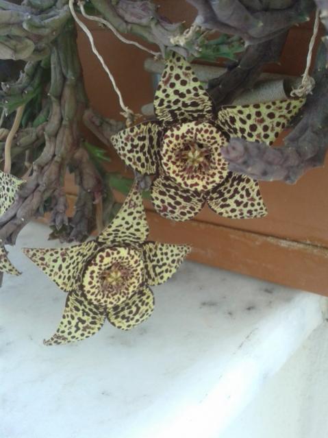 Name:  20170712_072508.jpg
Views: 473
Size:  42.2 KB