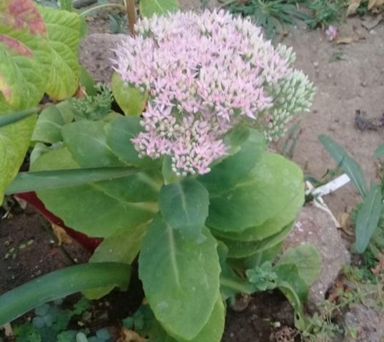 Name:  20170920_095827.jpg
Views: 614
Size:  39.2 KB