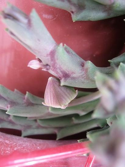 Name:  stapelia.jpg
Views: 677
Size:  25.0 KB
