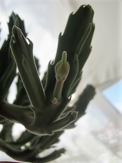 Name:  stapelia g..jpg
Views: 711
Size:  64.1 KB