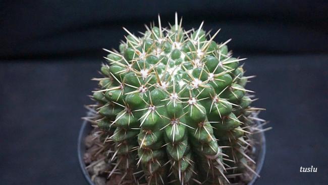 Name:  parodiamamulosa.jpg
Views: 1675
Size:  33.1 KB