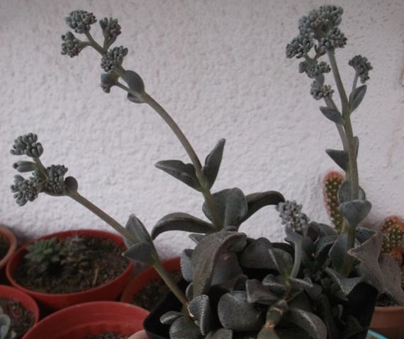 Name:  DSCF0775.jpg
Views: 575
Size:  35.6 KB