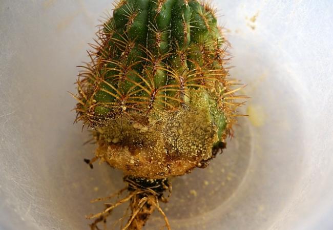 Name:  hastalksukcorebutia.jpg
Views: 1514
Size:  42.5 KB