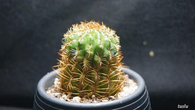 Name:  sulcorebcani.jpg
Views: 1434
Size:  31.9 KB
