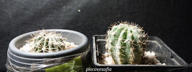Name:  piscovesofia.jpg
Views: 1407
Size:  29.5 KB