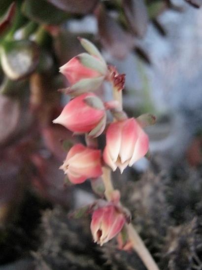 Name:  echeveria ..jpg
Views: 685
Size:  26.0 KB