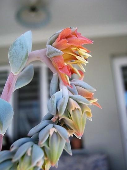 Name:  echeveria topsy t..jpg
Views: 734
Size:  24.4 KB
