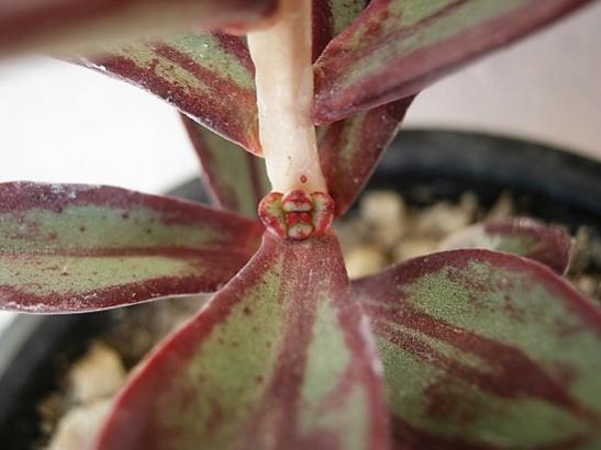 Name:  farkl echeveria.jpg
Views: 682
Size:  27.9 KB