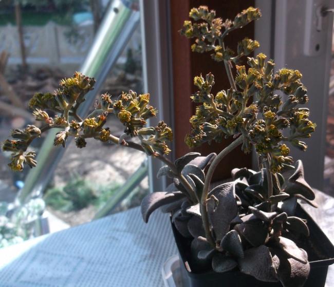 Name:  DSCF0814.jpg
Views: 497
Size:  57.7 KB