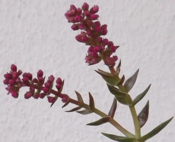 Name:  DSCF6114.jpg
Views: 500
Size:  33.5 KB