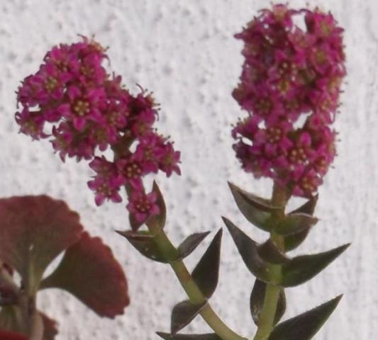 Name:  DSCF6215.jpg
Views: 465
Size:  37.7 KB