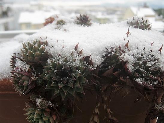 Name:  sempervivum-.jpg
Views: 544
Size:  35.2 KB