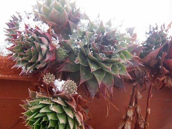 Name:  sempervivum.jpg
Views: 560
Size:  39.8 KB
