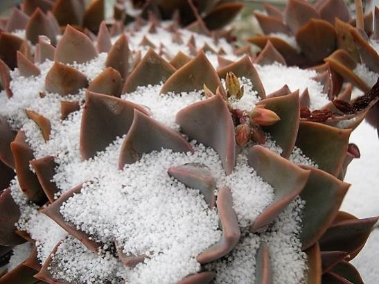 Name:  graptopetalum pinky.jpg
Views: 596
Size:  43.6 KB