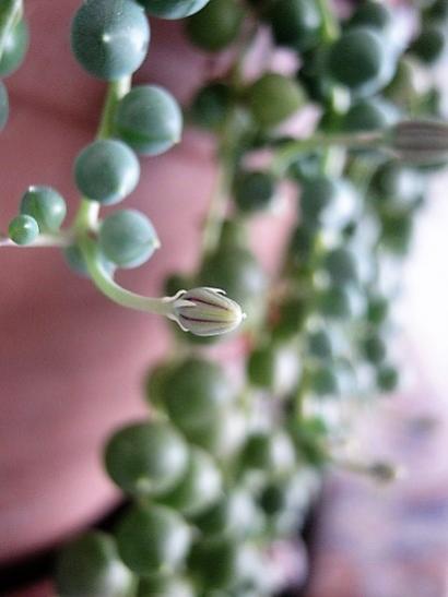 Name:  senecio rawleyanus.jpg
Views: 572
Size:  23.8 KB