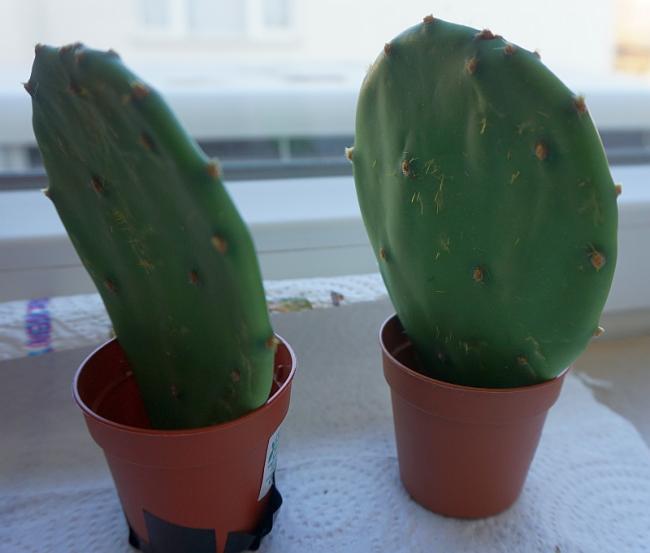 Name:  opuntia.jpg
Views: 1077
Size:  27.2 KB