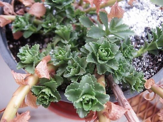 Name:  sedum kamsaytikum.jpg
Views: 957
Size:  46.7 KB