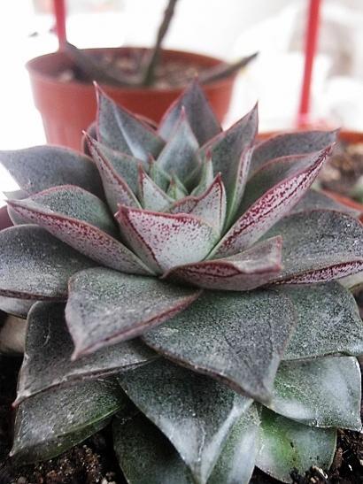 Name:  echeveria -.jpg
Views: 955
Size:  43.8 KB