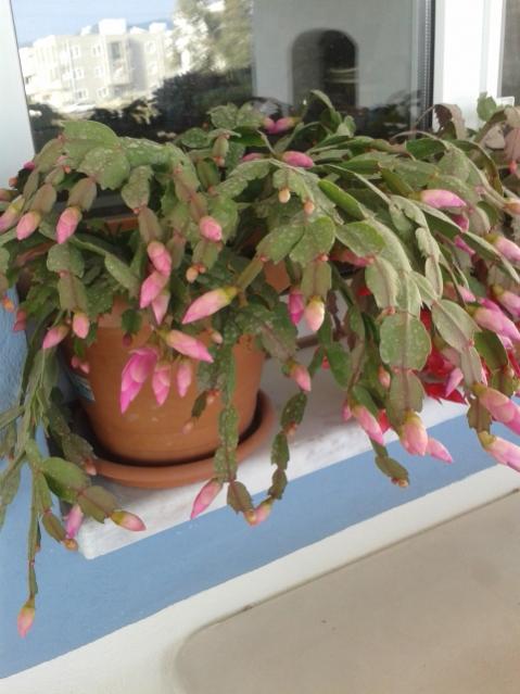 Name:  20171203_110209.jpg
Views: 383
Size:  42.3 KB