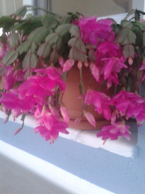 Name:  20171213_080349.jpg
Views: 391
Size:  30.8 KB