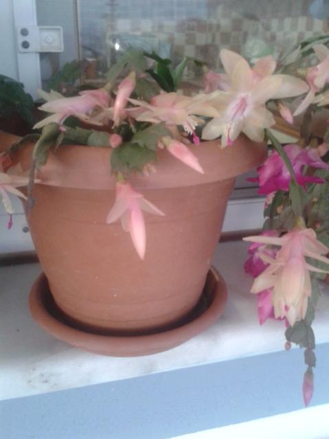 Name:  20171213_080415.jpg
Views: 382
Size:  28.7 KB