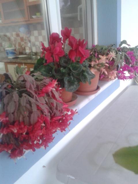 Name:  20171213_080556.jpg
Views: 400
Size:  33.2 KB