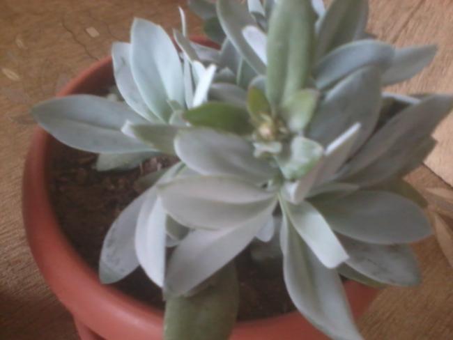 Name:  2018-01-05 14.30.27.jpg
Views: 613
Size:  26.4 KB