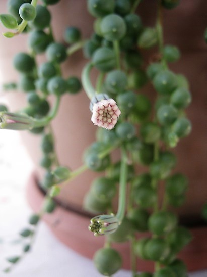Name:  senecio r..jpg
Views: 1150
Size:  63.1 KB
