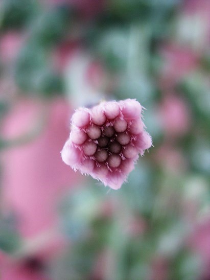 Name:  senecio r1.jpg
Views: 1154
Size:  58.2 KB