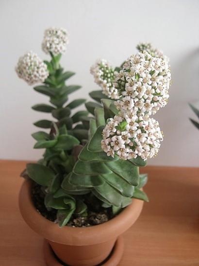 Name:  c. springtime.jpg
Views: 1406
Size:  25.6 KB