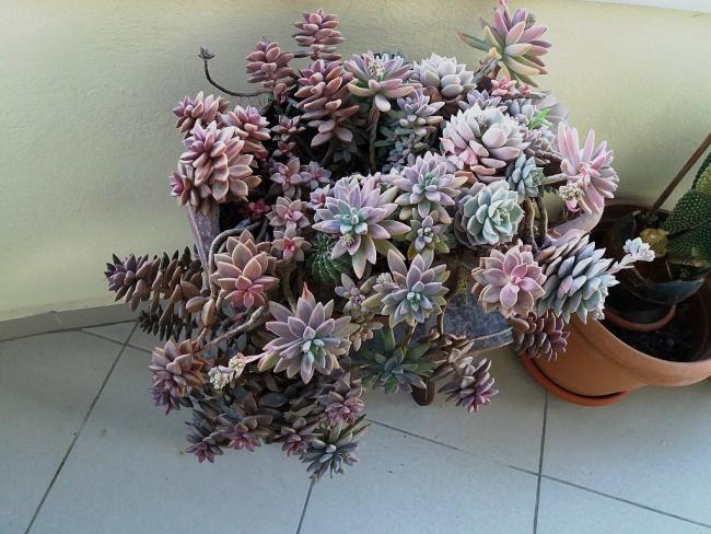 Name:  5 (2).jpg
Views: 653
Size:  60.1 KB