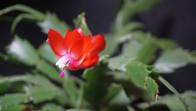 Name:  DSC04352b.jpg
Views: 791
Size:  23.2 KB
