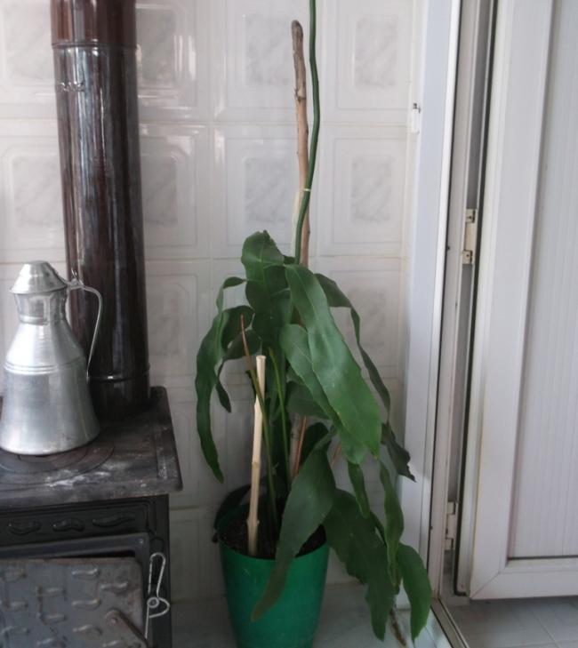 Name:  DSCF0987.jpg
Views: 731
Size:  44.6 KB