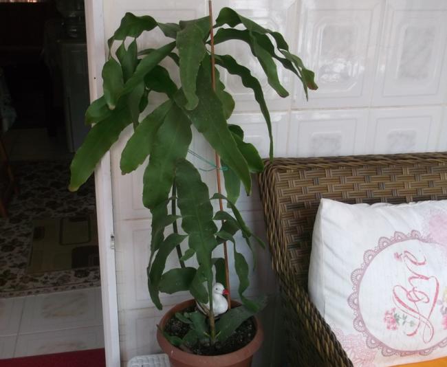 Name:  DSCF0989.jpg
Views: 758
Size:  41.9 KB