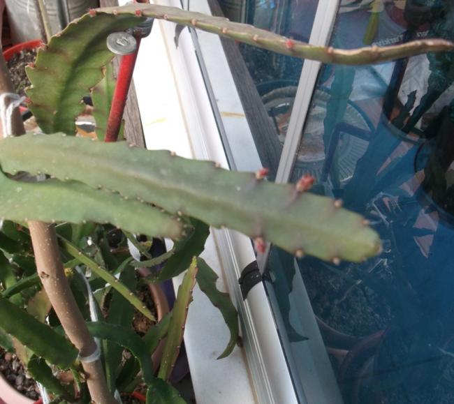 Name:  DSCF1006.jpg
Views: 810
Size:  49.6 KB