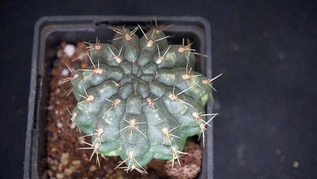 Name:  gymnocae.jpg
Views: 732
Size:  31.7 KB