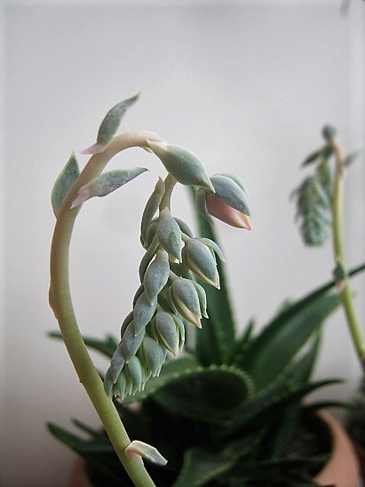 Name:  e. lilacina.jpg
Views: 1381
Size:  66.0 KB