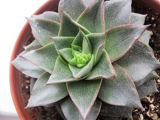 Name:  e. puspusorum.jpg
Views: 1375
Size:  49.8 KB