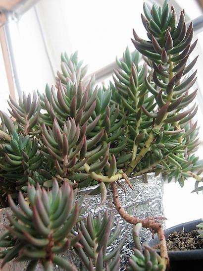 Name:  sedum.jpg
Views: 1311
Size:  48.2 KB