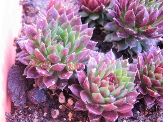 Name:  sempervivum red rubin.jpg
Views: 1560
Size:  47.4 KB