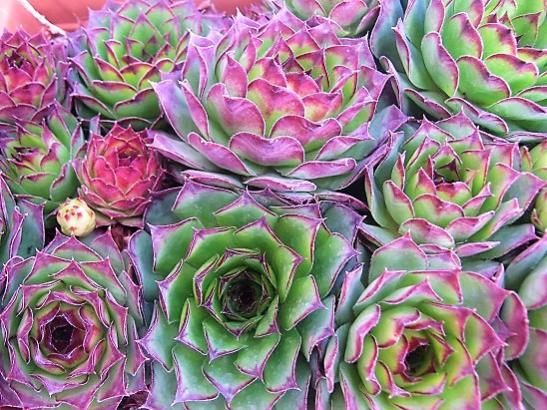 Name:  sempervivum4.jpg
Views: 1394
Size:  67.2 KB