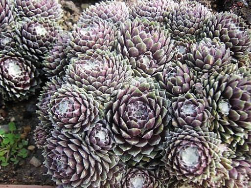 Name:  sempervivum1.jpg
Views: 1344
Size:  73.1 KB