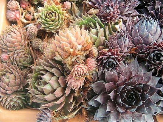 Name:  sempervivum2.jpg
Views: 1561
Size:  67.1 KB