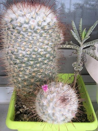 Name:  mammillaria bombycina.jpg
Views: 1547
Size:  55.7 KB